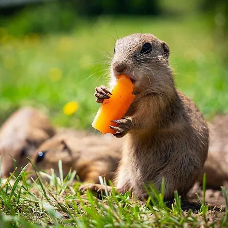 - Turisticke فندق Telgárt